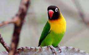 Lovebird
